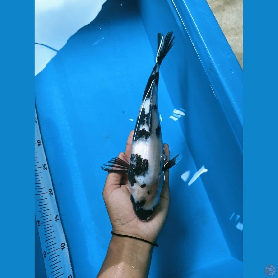 Shiro HQ 31cm