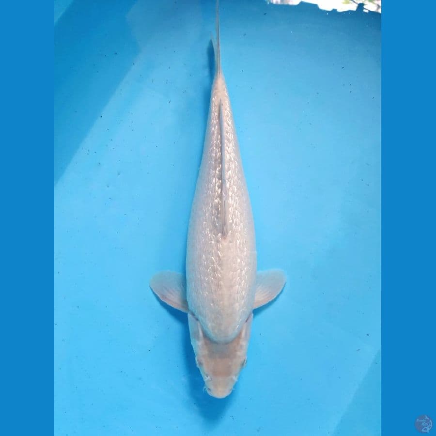 kinginrin c white 36 cm male punuk an
