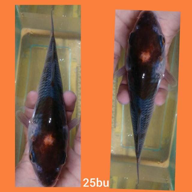 Ochiba 25bu,