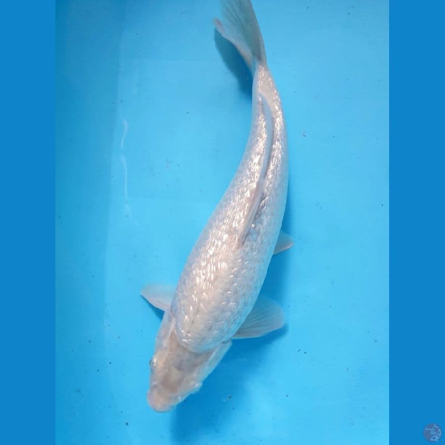 ginrin white +- 34 cm punuk