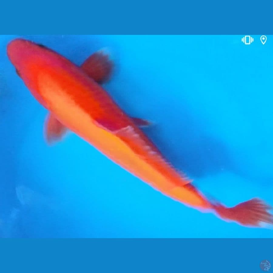 aka hajiro merah strong tembus perut 30cm