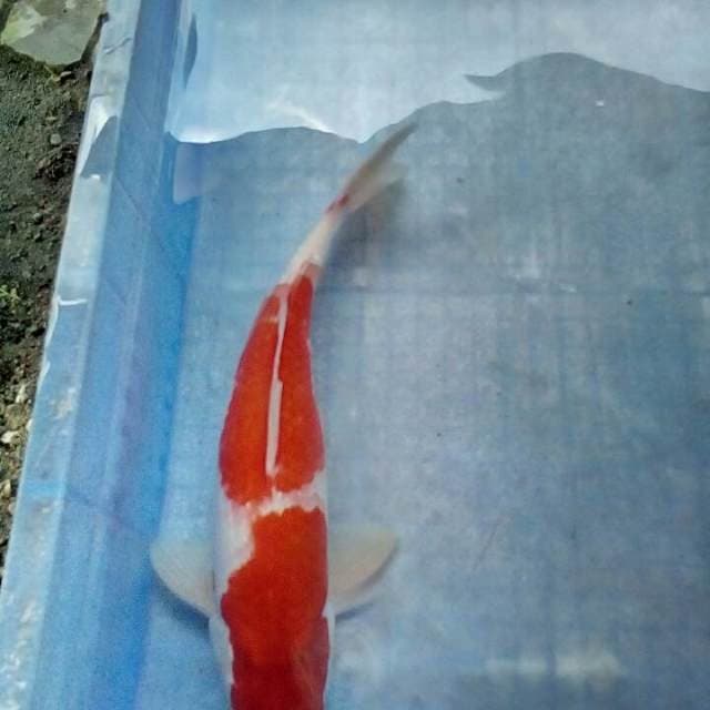 KOHAKU CRING35