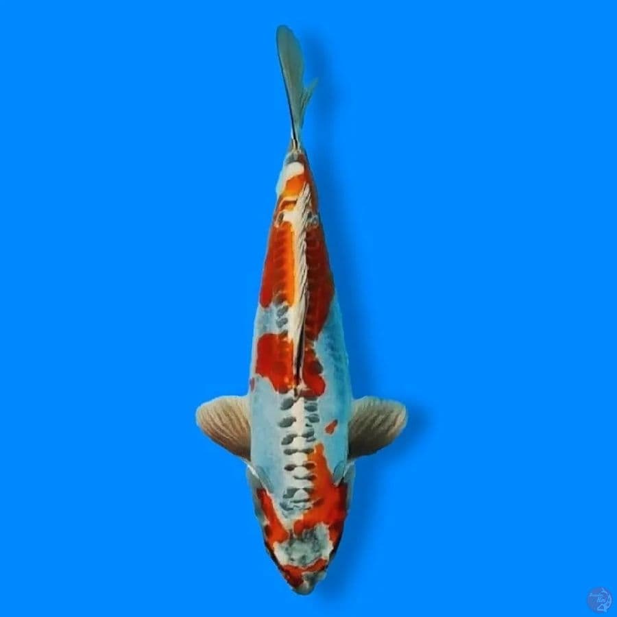 Kikokuryu 35 Male