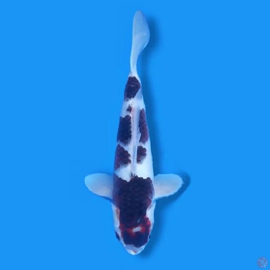 Budo Goromo 30 Male