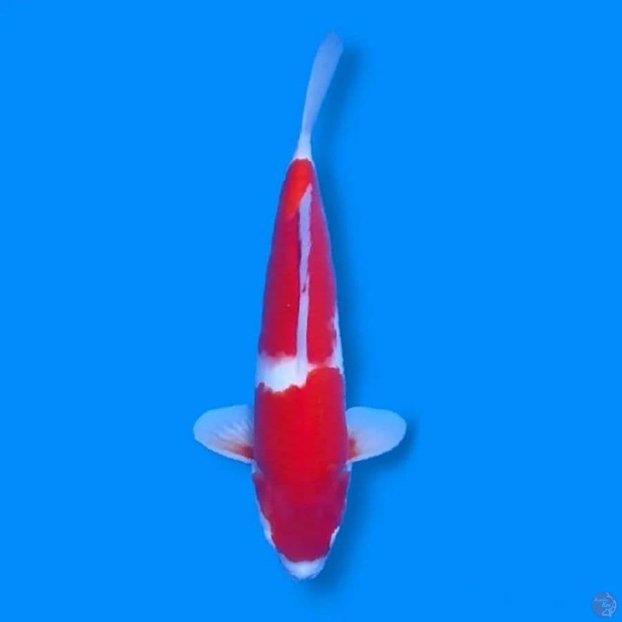 Kohaku 32 Male