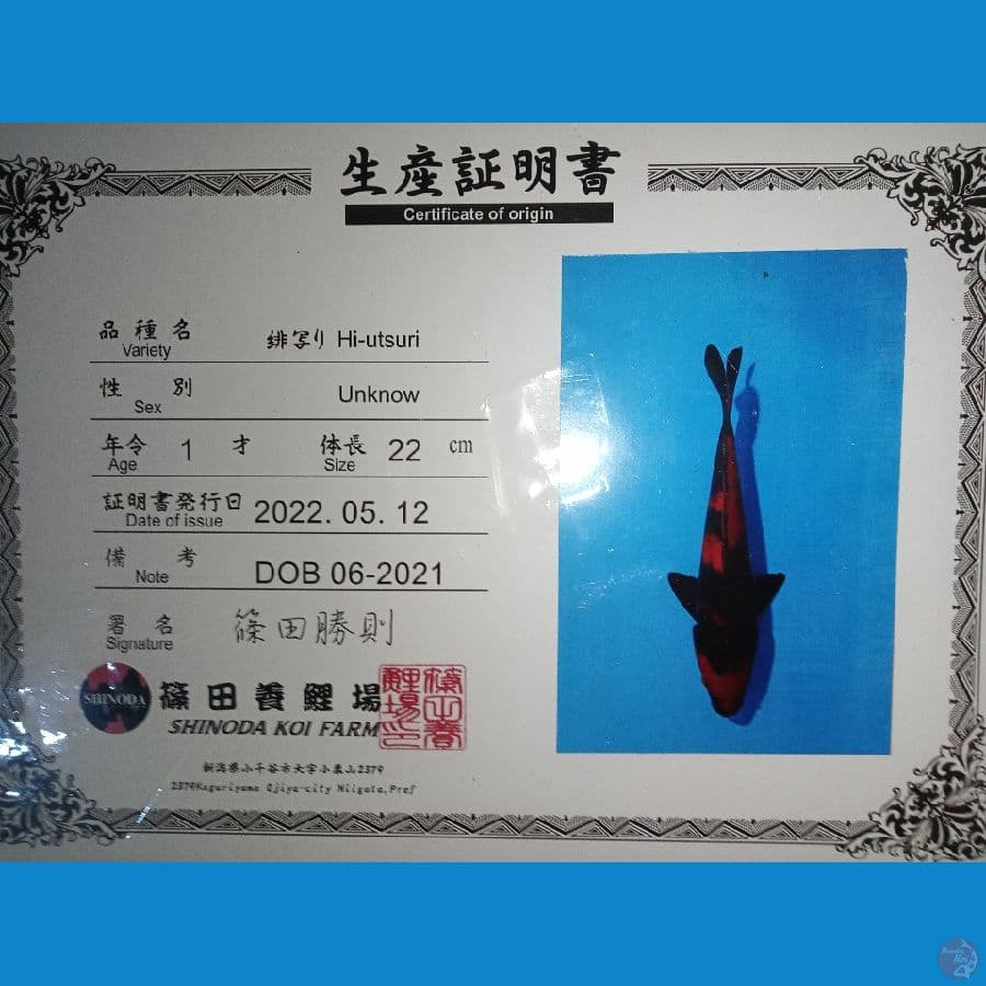 import hi-utsuri sinoda 25cm