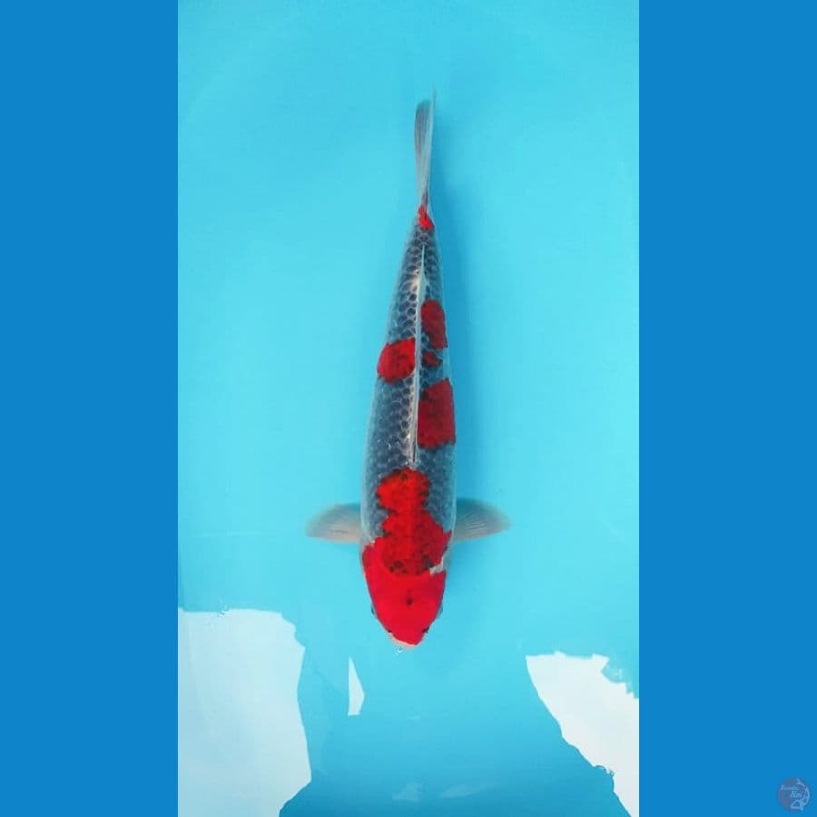 Ghosiki Male 40bu