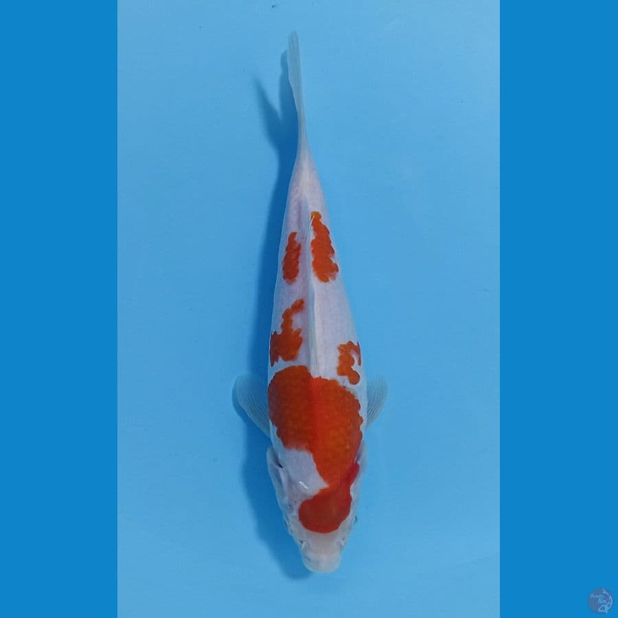 kohaku 20 up hq bakat jumbo