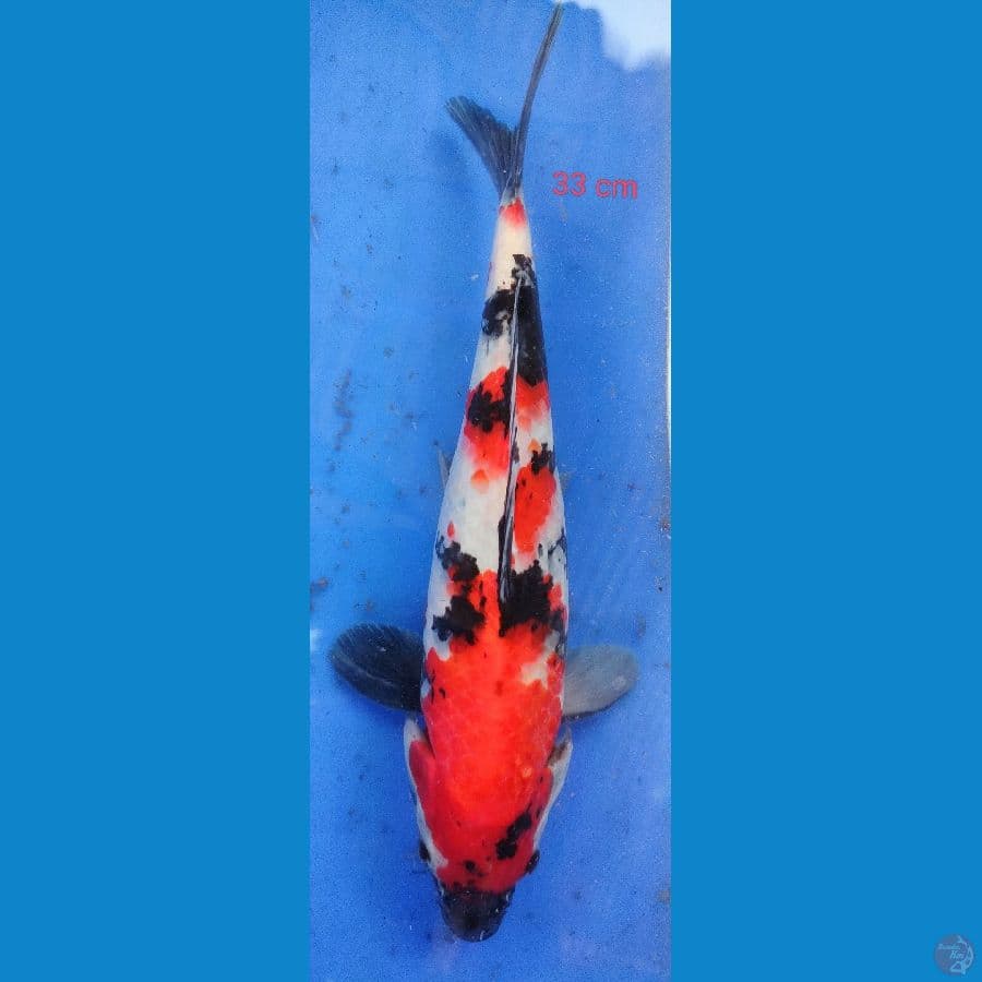 SHOWA F1 33cm