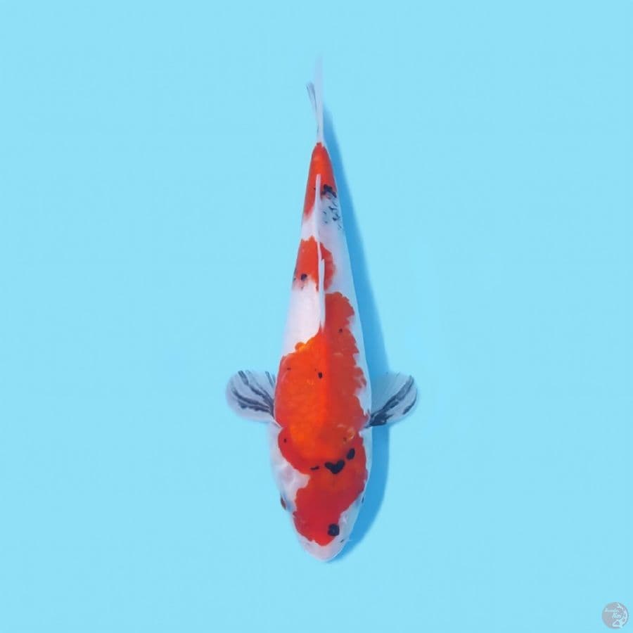 SHOWA TATEGOI 29CM - FEEMALE