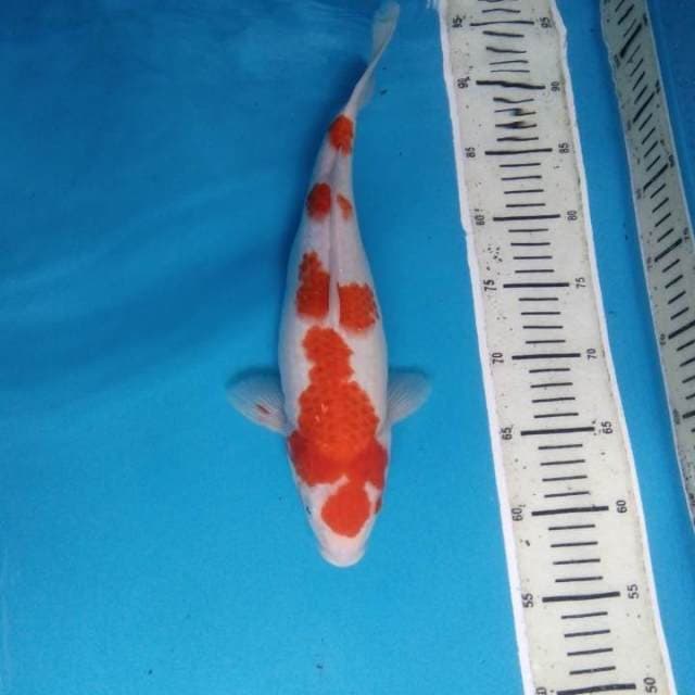 Kohaku 35 cm female