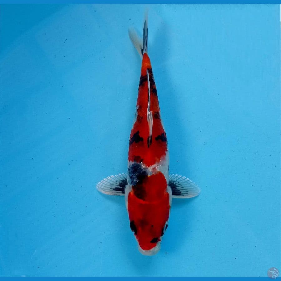 showa hikari 18 cm
