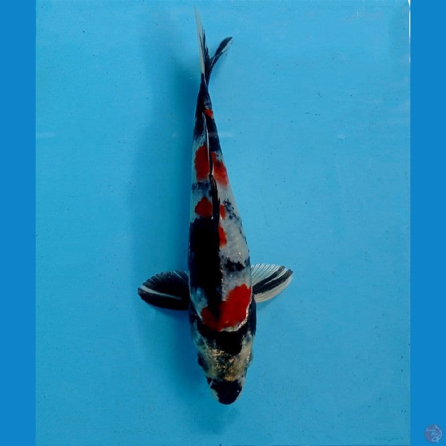 showa hikari 15 cm