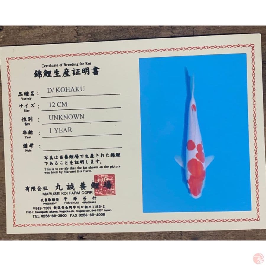 marusei kohaku doit 26cm