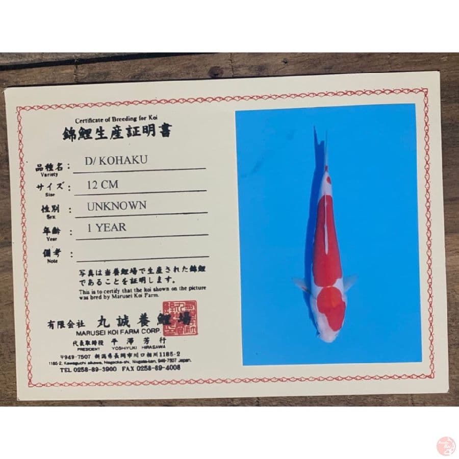 marusei kohaku doit 28cm