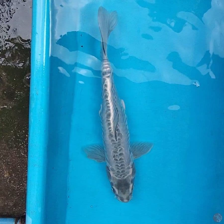 kawarimo 35cm