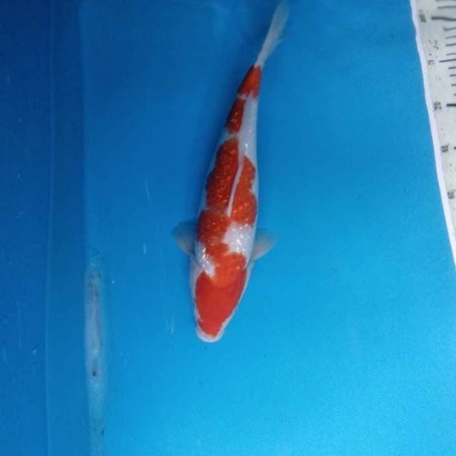 Kohaku ginrin 35 cm female