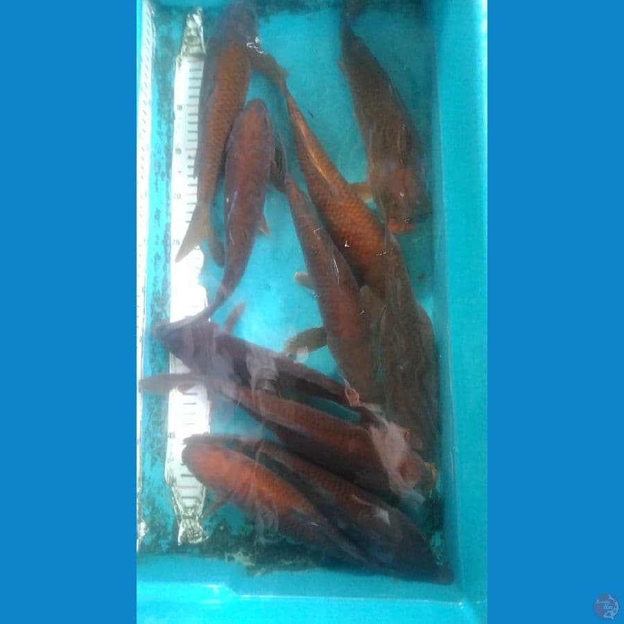 10 ekor tembaga 25-30cm