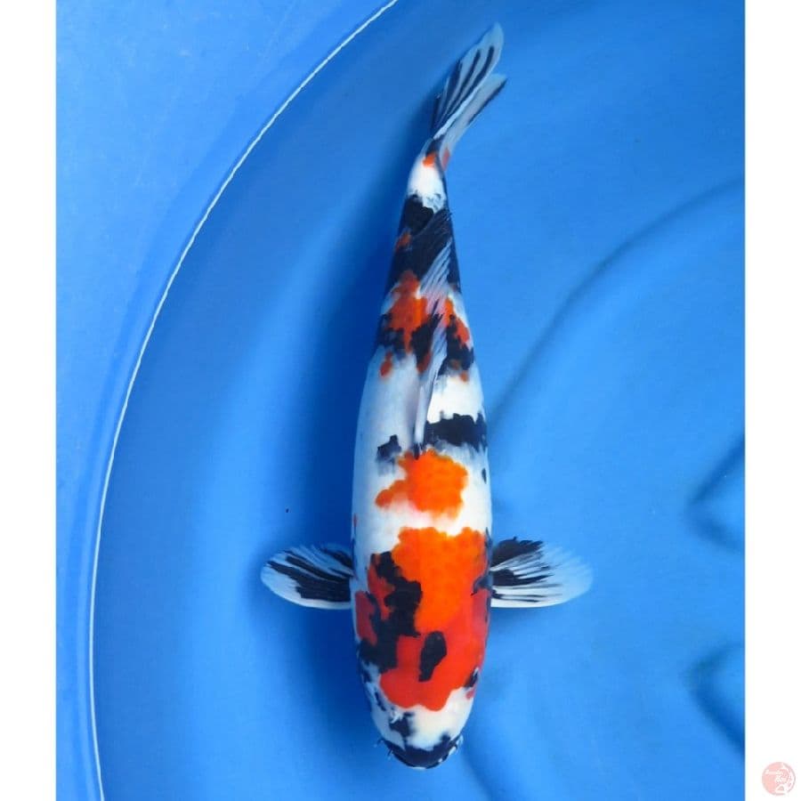 46cm , Jumbo Showa Mutogoro