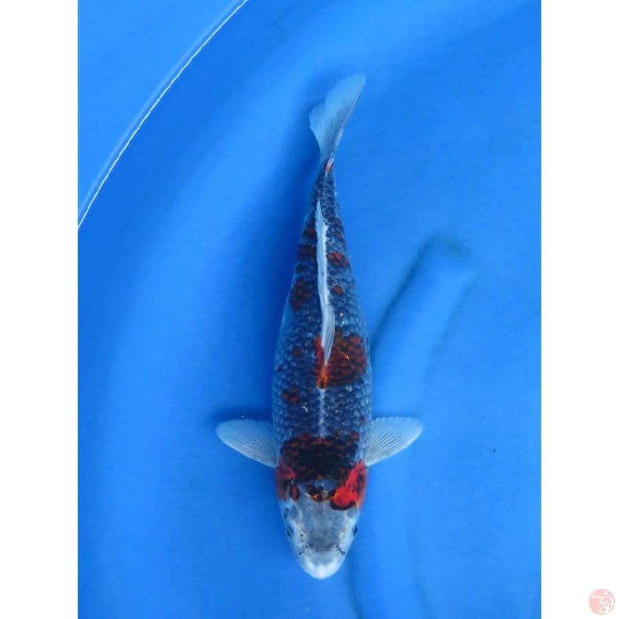34cm , Kuro Goshiki