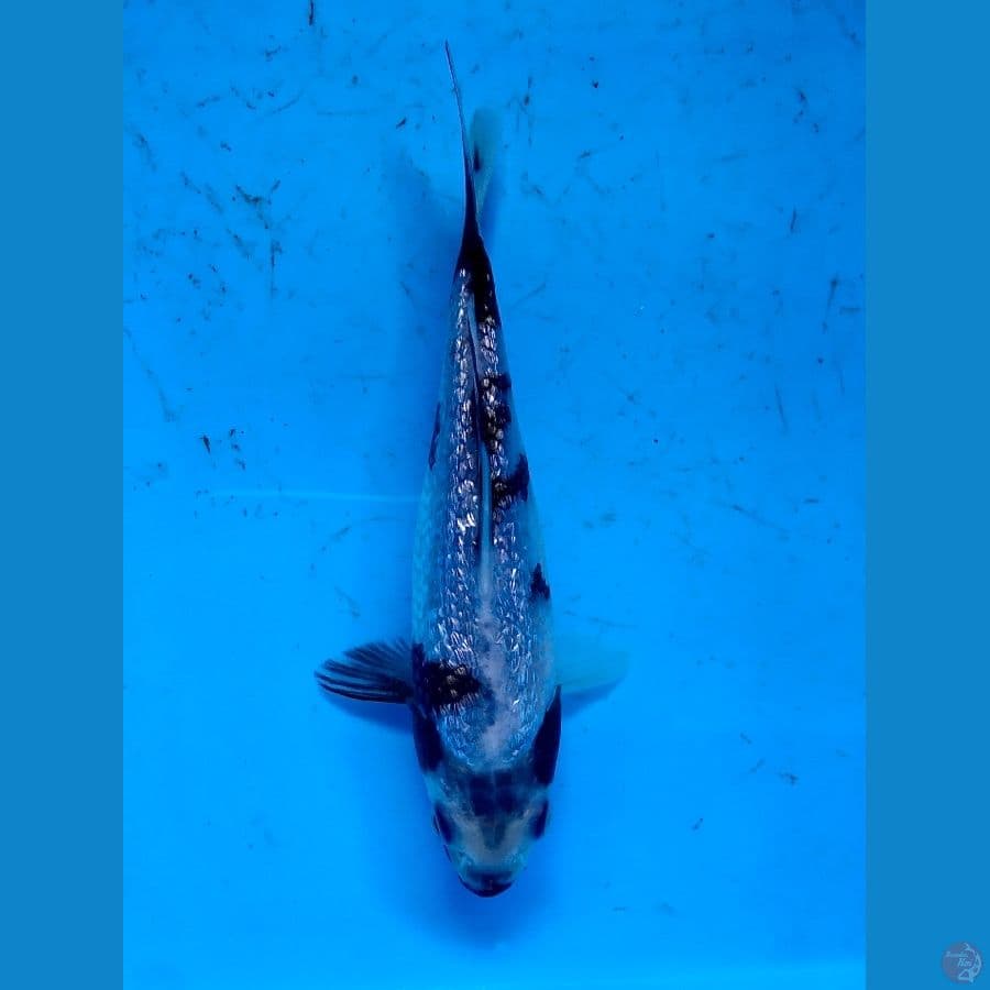 ginrin padat 15cm