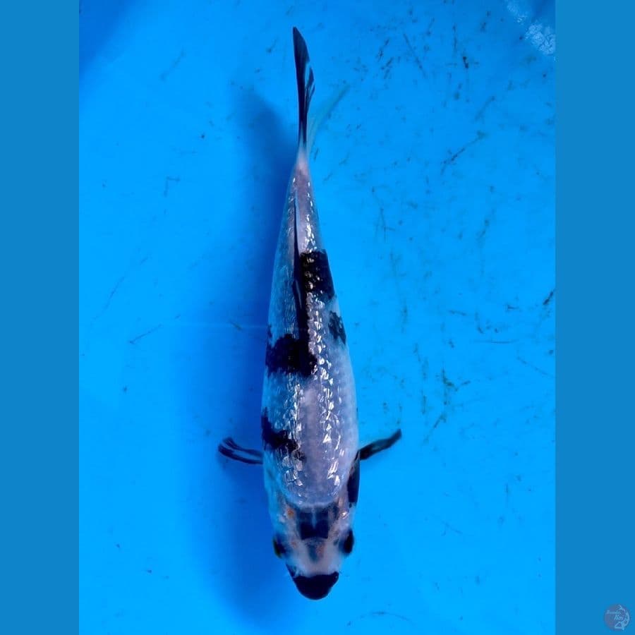 ginrin padat 15cm