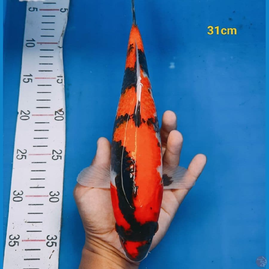 showa 31cm
