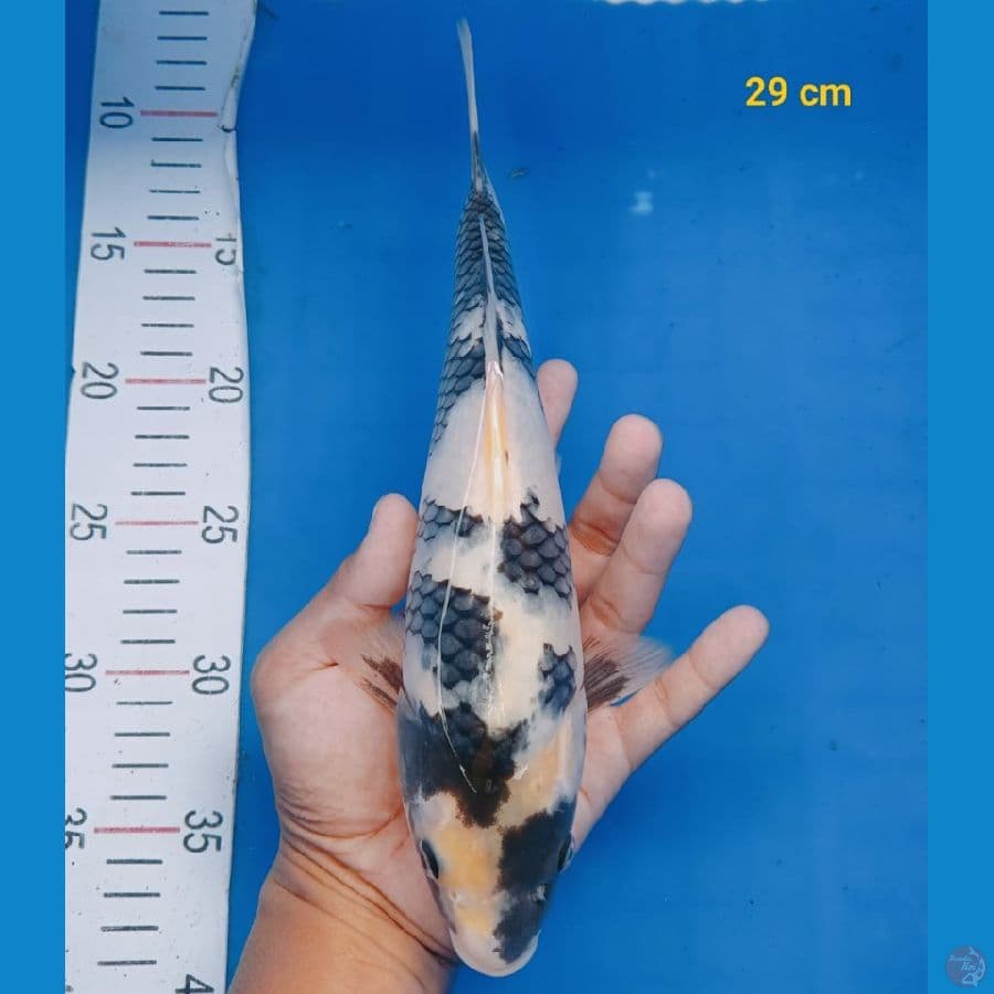 shiro 29cm