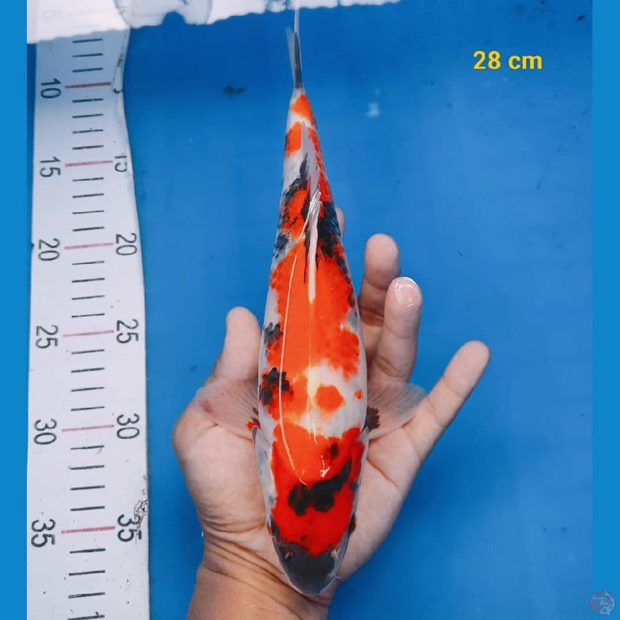 showa 28cm