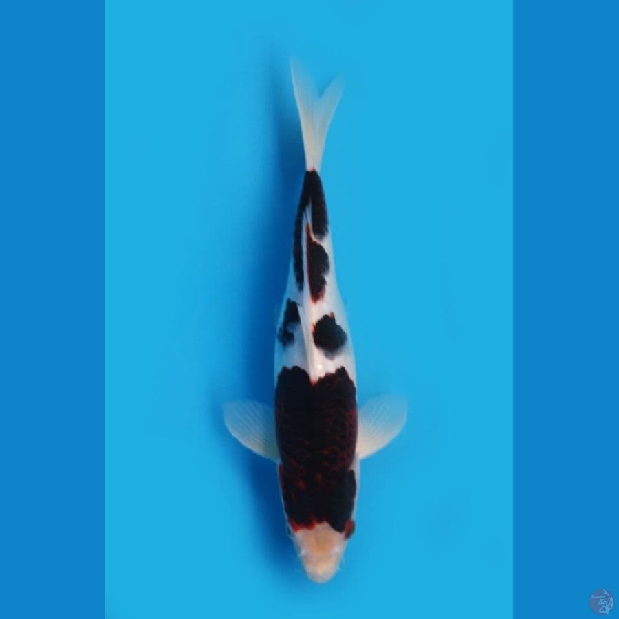 goromo