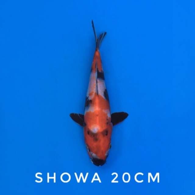 showa 20cm
