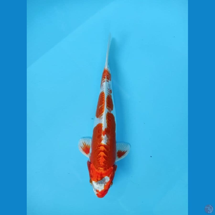 kikushui