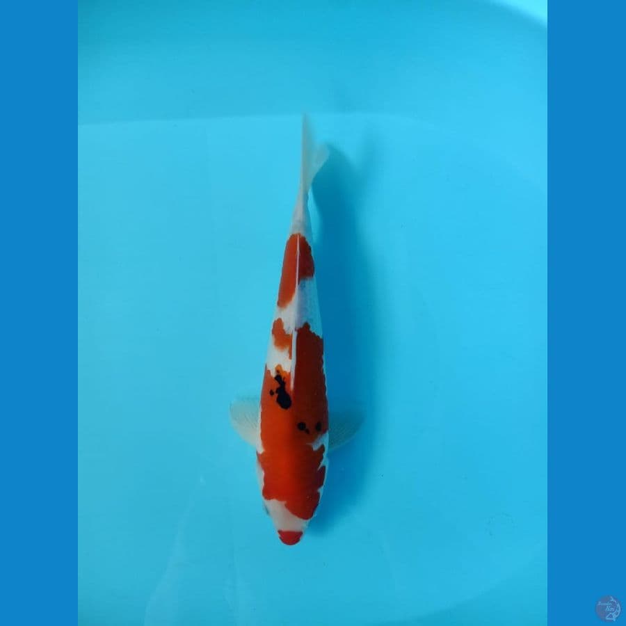 sanke kucibeni