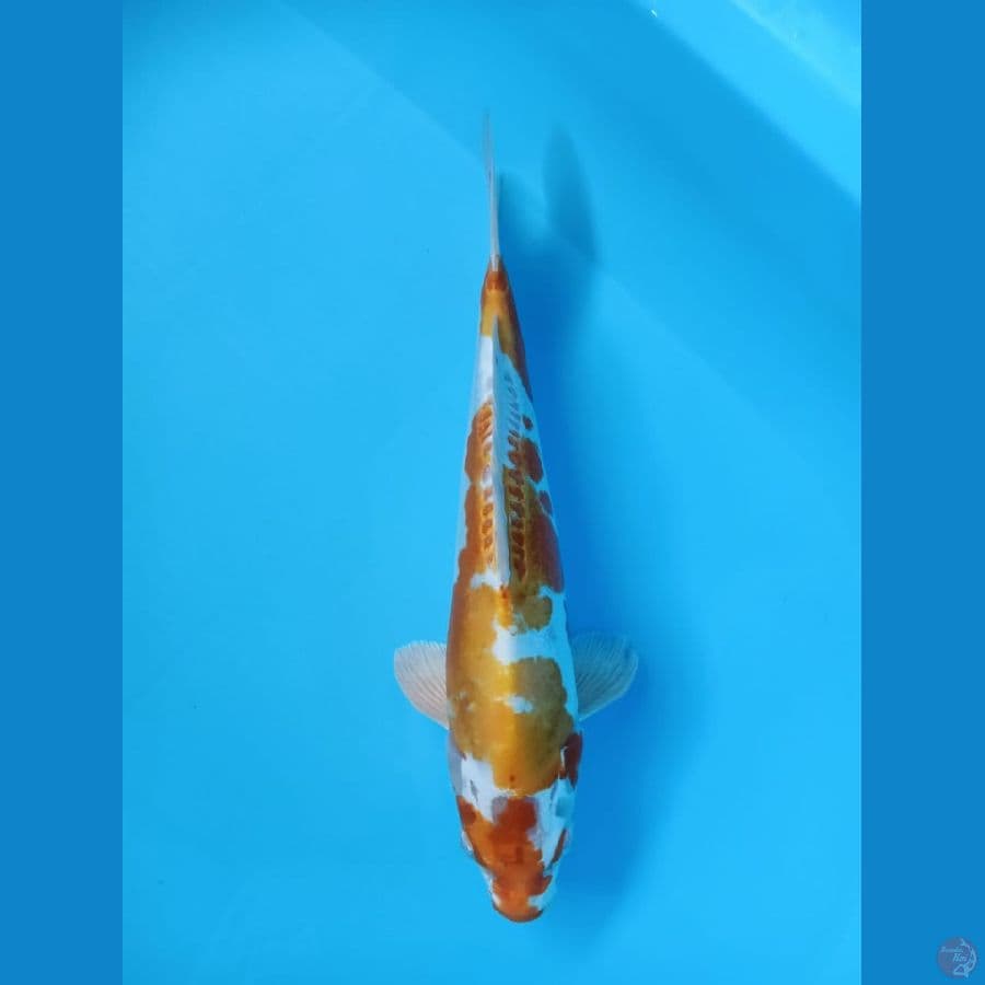 kikushui