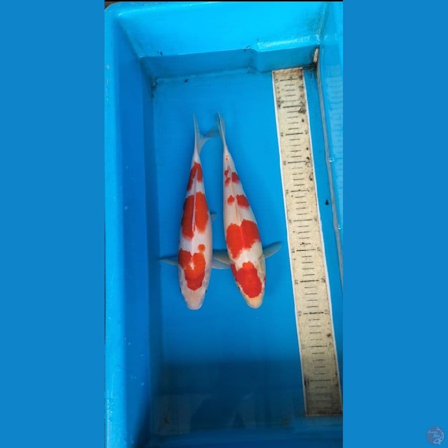 2 ek kohaku 33cm