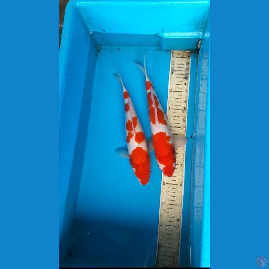 Kohaku 2ek 33cm