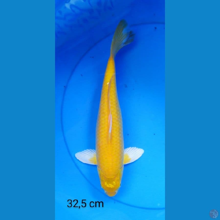 karashi punuk mata merah 32,5 cm