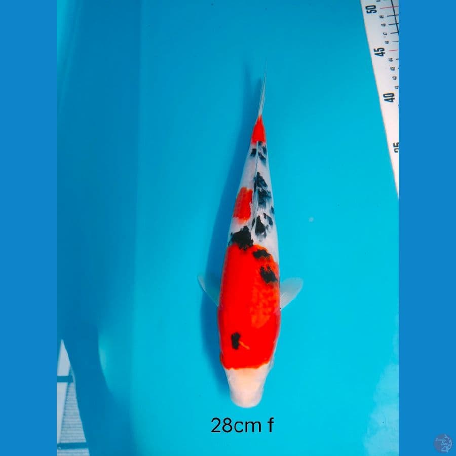 SANKE 28 CM FEMALE