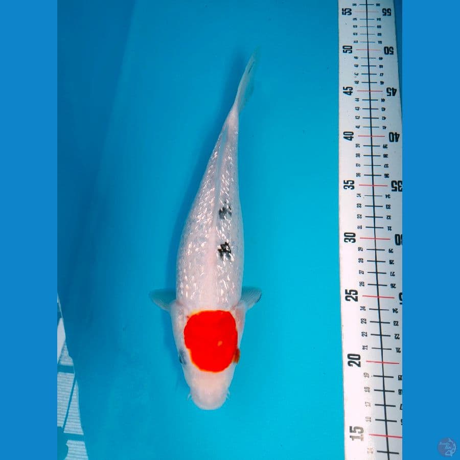 TANCO GINRIN 30 CM FEMALE