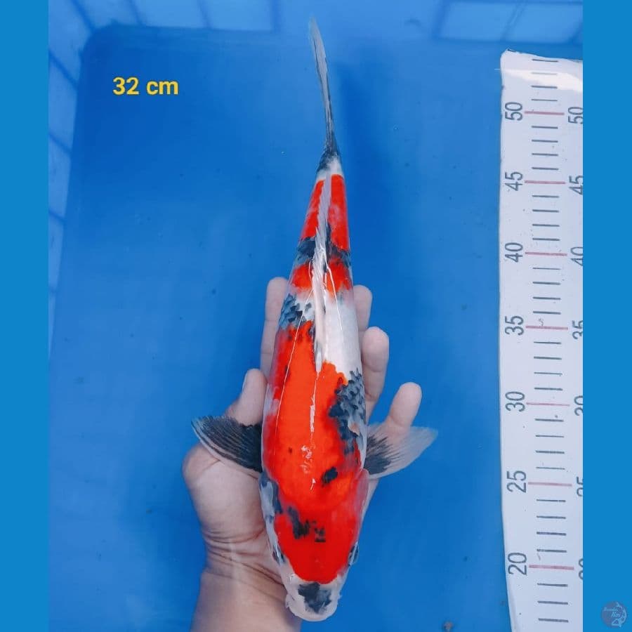 SHOWA 32CM