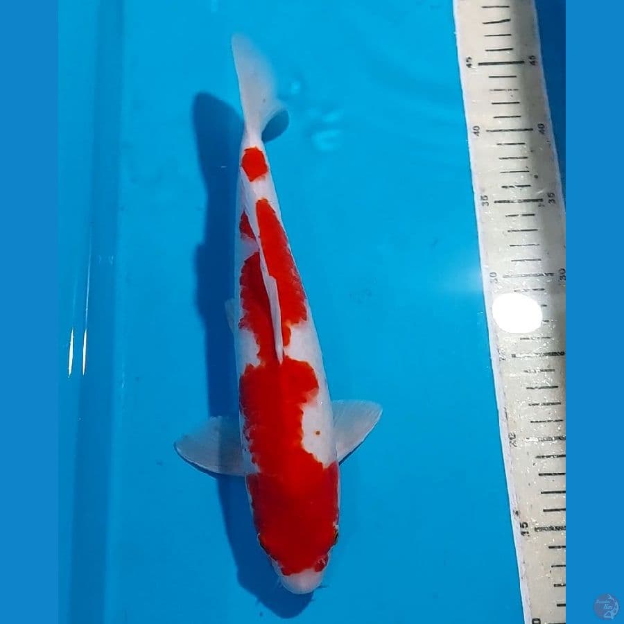 ORIGINAL KOHAKU 32 CM