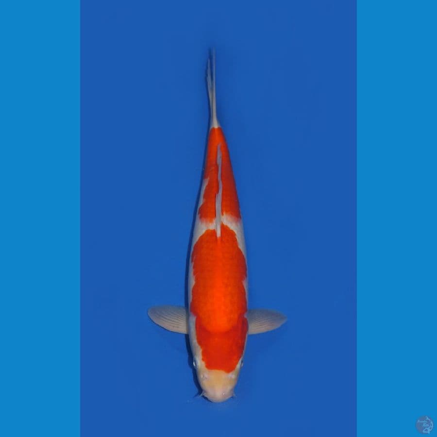 KOHAKU 36 CM