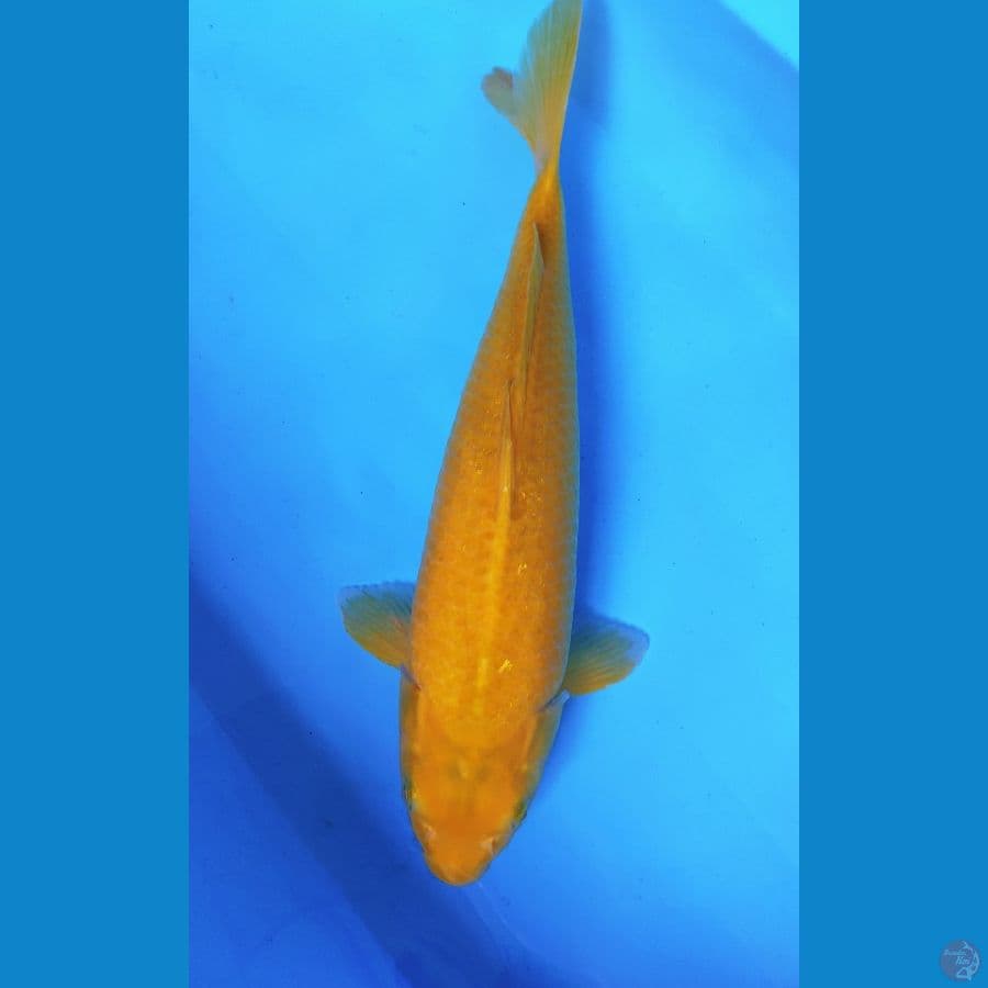 KARASHI 43CM BABY FACE FEMALE