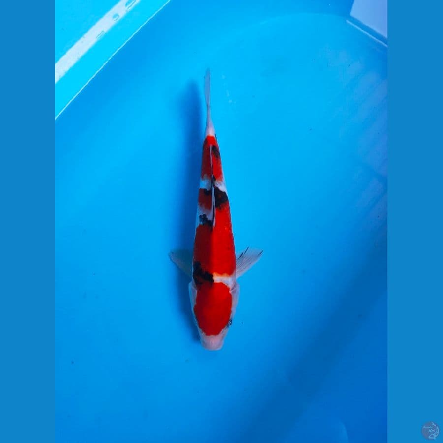 SANKE 33CM MALE