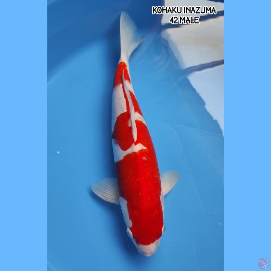 JUMBO KOHAKU 42CM - MALE