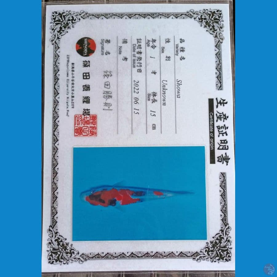 Shinoda Kindai Showa 16cm
