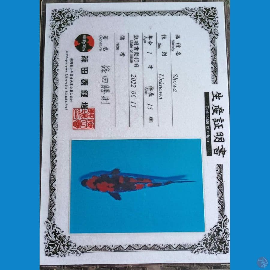 Shinoda Showa 17cm