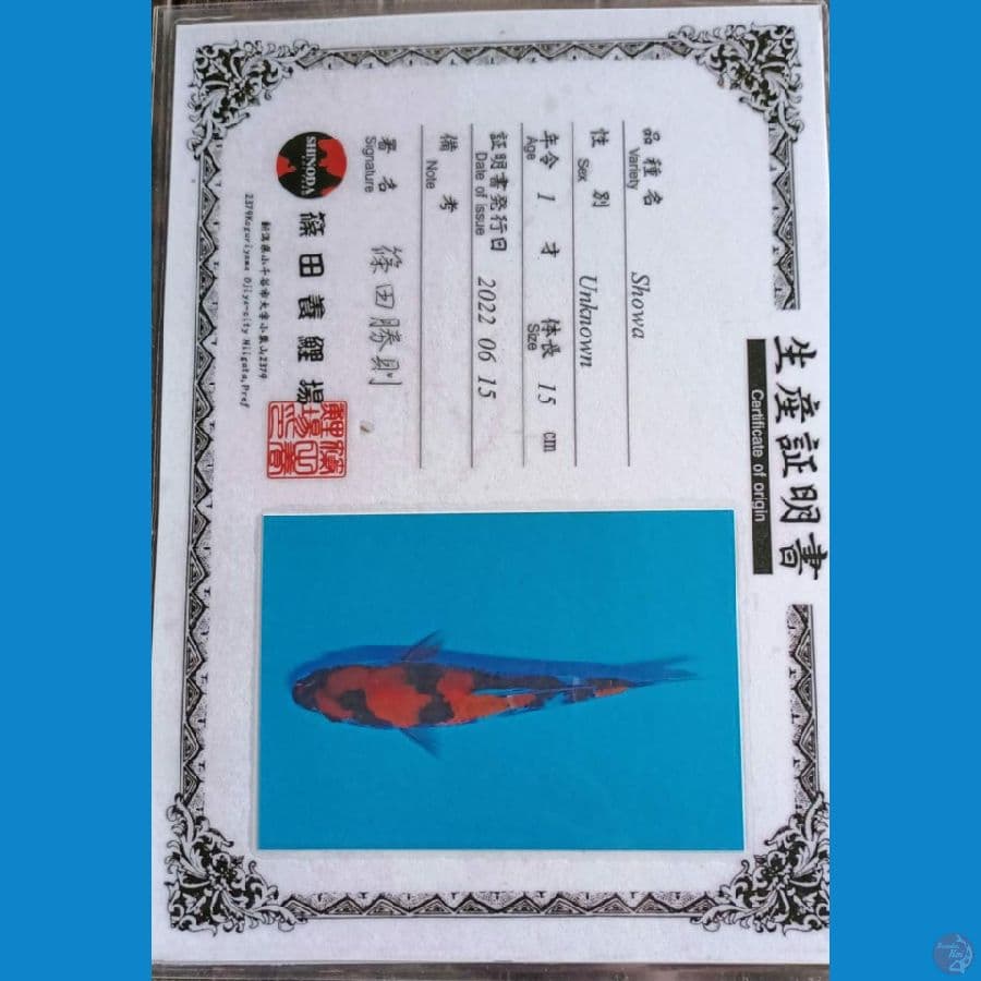 Shinoda showa sansoku 19cm