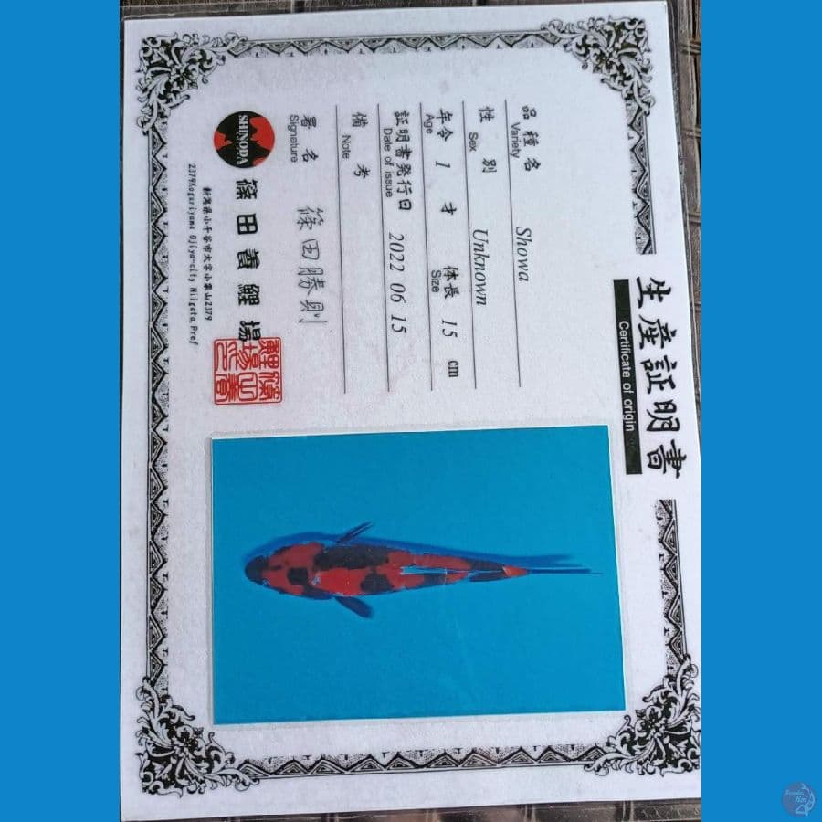 Shinoda Showa sansoku 16cm