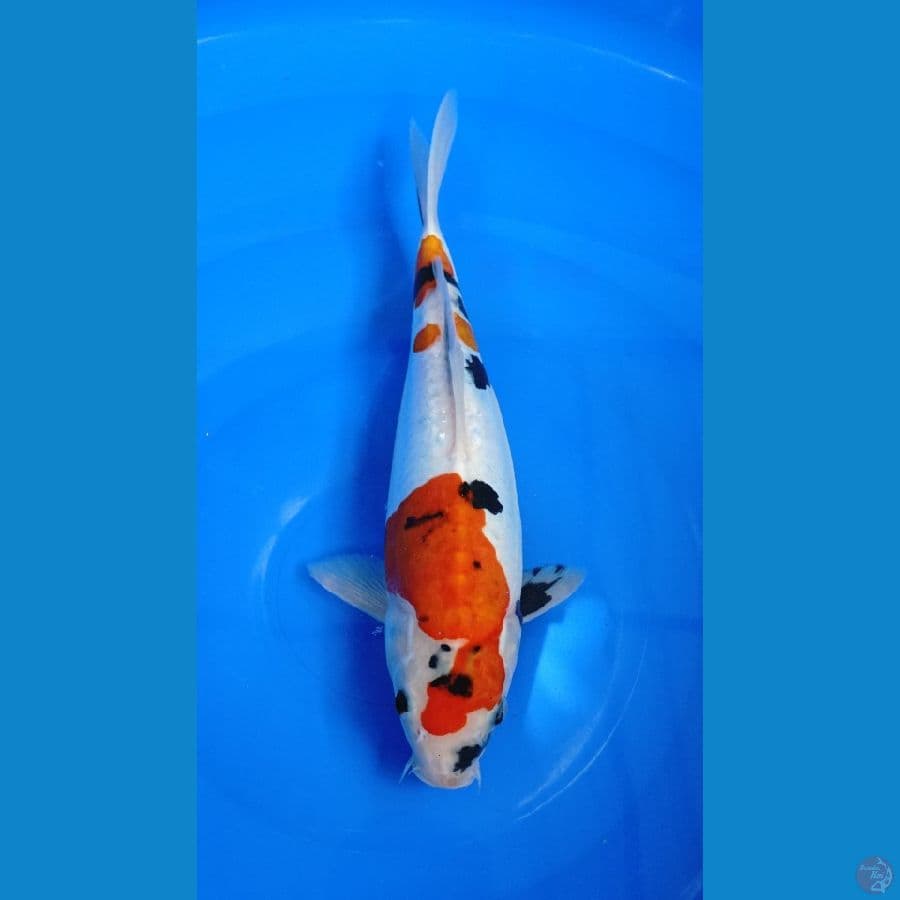 showa doitsu 29cm